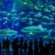 LitLinks: What’s the best way to study live marine life?