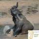 LitLinks: 3 easy animal lessons to excite kids about nature