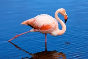 flamingo
