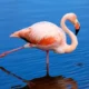LitLinks: How to combine ecosystems and poetry for a winning lesson