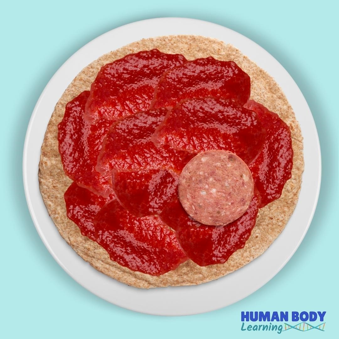 Human-Body-Learning-1