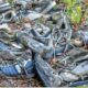 LitLinks: The sneaky truth about sneakers