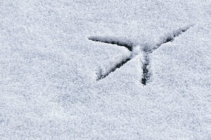 Crow-track-in-snow