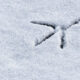 LitLinks: How to write winter poetry through animal eyes