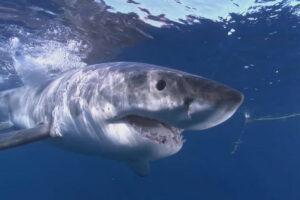 Great-White-Shark