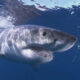 LitLinks: A compare & contrast classification lesson with rule-breaking animals