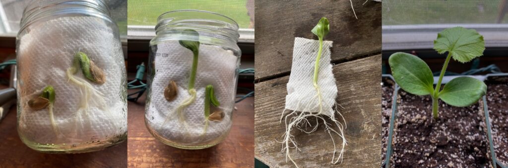 seed-germination-series