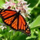 LitLinks: Why does a monarch butterfly need milkweed?