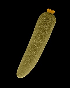 mosquito-egg-case