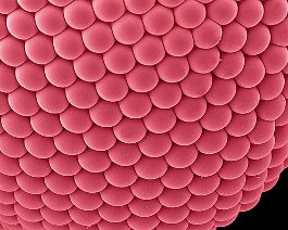 mosquito-eye