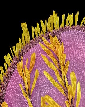 mosquito-wing