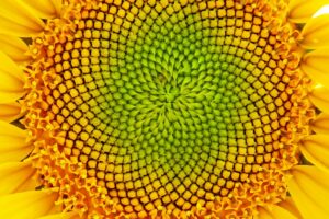 Fibonacci-sequence