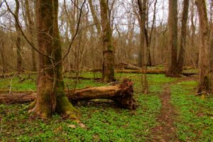 "Fallen tree" by nahid-v is licensed under CC BY 2.0.