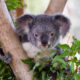 LitLinks: Engage kids by tapping into their love of wildlife