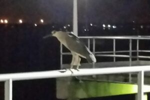 "Pier Bird Light" by Michel Curi is licensed under CC BY 2.0.