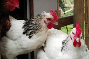 chickens