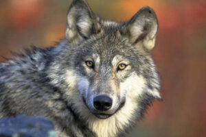"gray wolf"-by-USFWS-Headquarters-is-marked-with-Public-Domain-Mark-1.0.