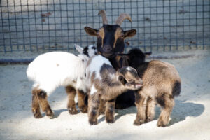"goats-babies-2017-10-18--14.48.28-57"-by-taildashf-is-licensed-unde- CC-BY-NC-SA-2.0.