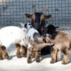 LitLinks: Did you know goats can teach children about homonyms?