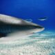 LitLinks: Invite sharks into your classoom with this easy science experiment