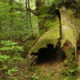 LitLinks: Easy, inspiring writing prompts direct from nature