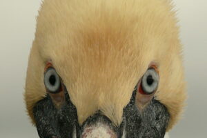 "Adult-Brown-Pelican"-by-goingslo-is-licensed-under-CC BY-NC-ND 2.0.