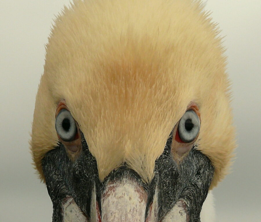 "Adult-Brown-Pelican"-by-goingslo-is-licensed-under-CC BY-NC-ND 2.0.