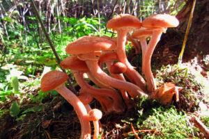 "Honey-fungi-study" by-AzIbiss-is-licensed-under-CC-BY-NC 2.0.