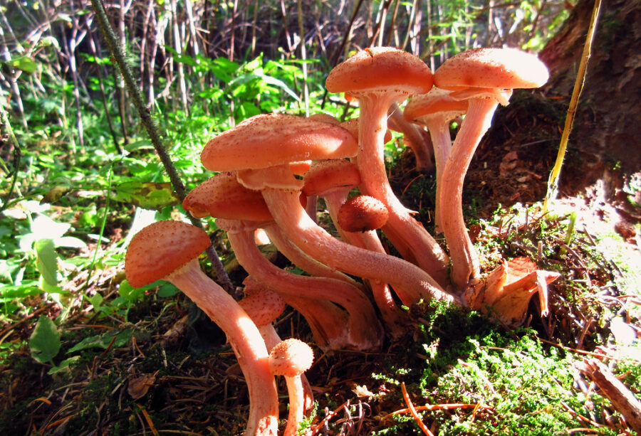 "Honey-fungi-study" by-AzIbiss-is-licensed-under-CC-BY-NC 2.0.