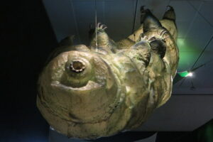 "Tardigrade"-by-edenpictures-is-licensed-under-CC-BY-2.0.