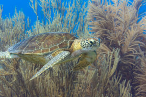"World-Oceans-Day"-by-Gérard-Cachon-is- licensed-under-CC-BY-NC-ND-2.0.