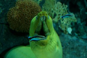"cleaner-wrasse-cleaning-moray-eel"-by-Joachim-S.-Müller-is-licensed-under-CC-BY-NC-SA-2.0.