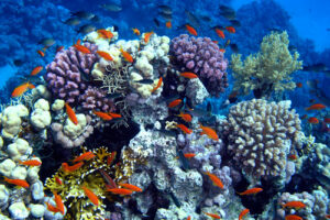 "Panama-Marine-Life-Coral-Reefs"-by-thinkpanama-is-licensed-under-CC-BY-NC-2.0.