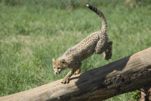 "National-Zoo's-Cheetah-Cubs:-April"-by-Smithsonian's-National-Zoo-is-licensed-under-CC-BY-NC-ND-2.0.