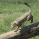 LitLinks: 3 easy ways animal action verbs encourage reading and writing