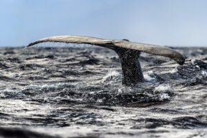 "Humpback-Whale"-by-Christopher.Michel-is-licensed-under-CC-BY-2.0.
