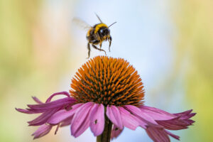 "BIF-Bee-in flight"-by-susie2778-is-licensed-under-CC-BY-NC-2.0.