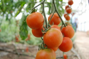 “Organic-Farming,-Kampia-Cyprus”-by-George-M.-Groutas-is-licensed-under-CC-BY-2.0.