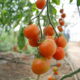 LitLinks: 3 easy sustainable food activities for the classroom