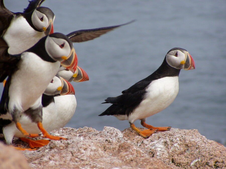 "Photo-of-the-week---Atlantic-puffins-landing"-by-U.-S.-Fish-and-Wildlife-Service---Northeast-Region-is-marked-with-Public-Domain-Mark-1.0.